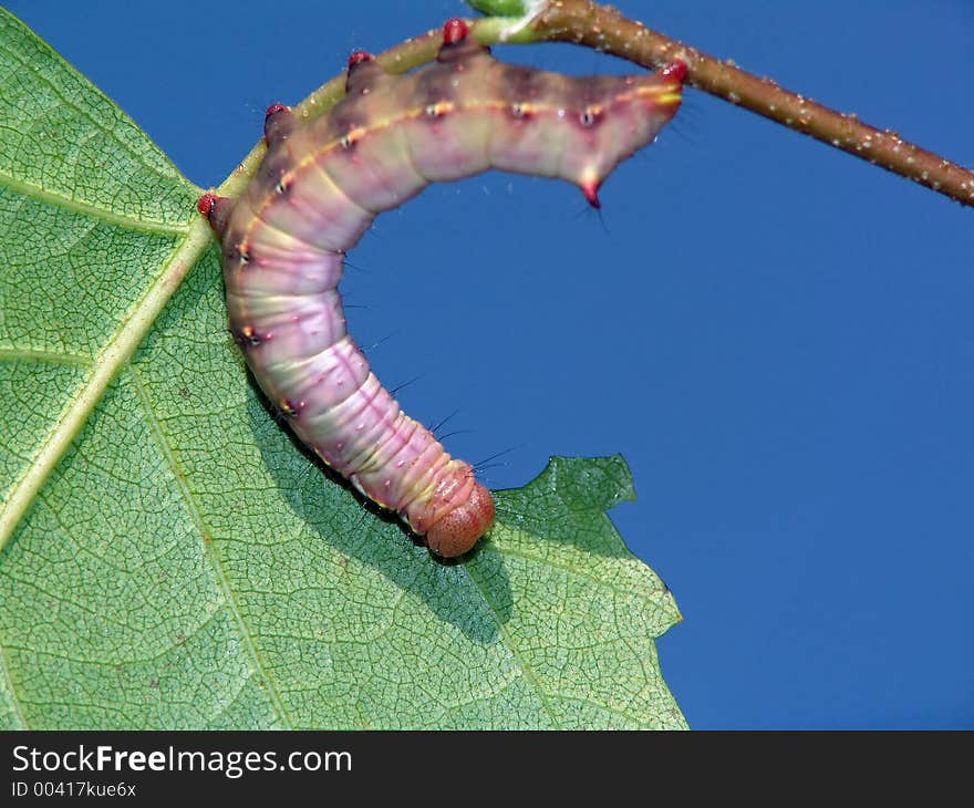 Caterpillar of butterfly Lophopteryx capucina.