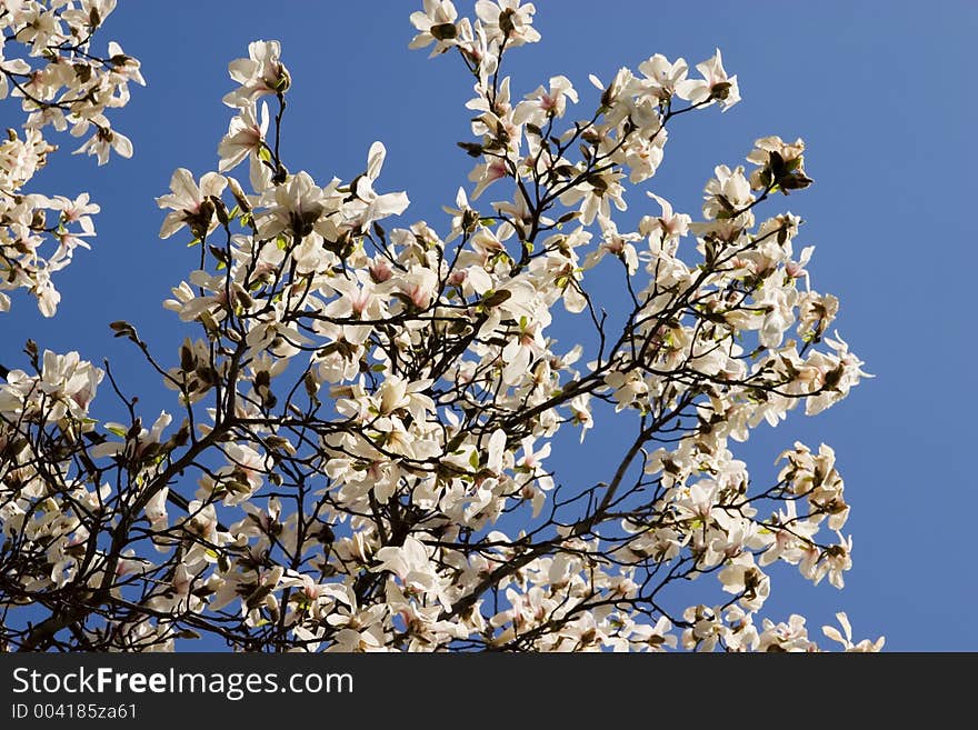 White Magnolia Bloom