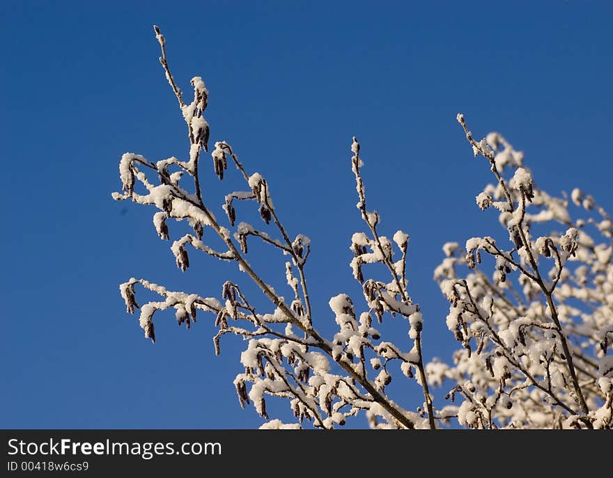 Wintertree