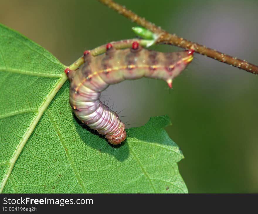 Caterpillar Of Butterfly Lophopteryx Capucina.