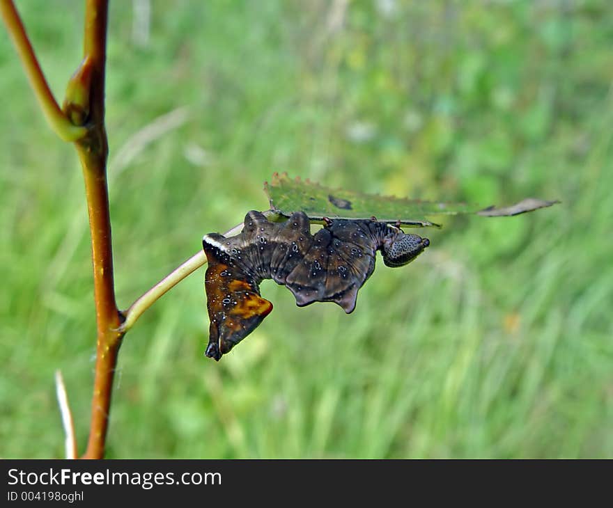 Caterpillar of butterfly Odontosia ziczac.