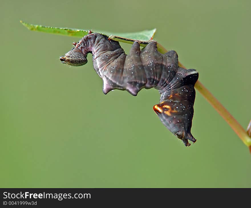 Caterpillar Of Butterfly Notodonta Tritophus.