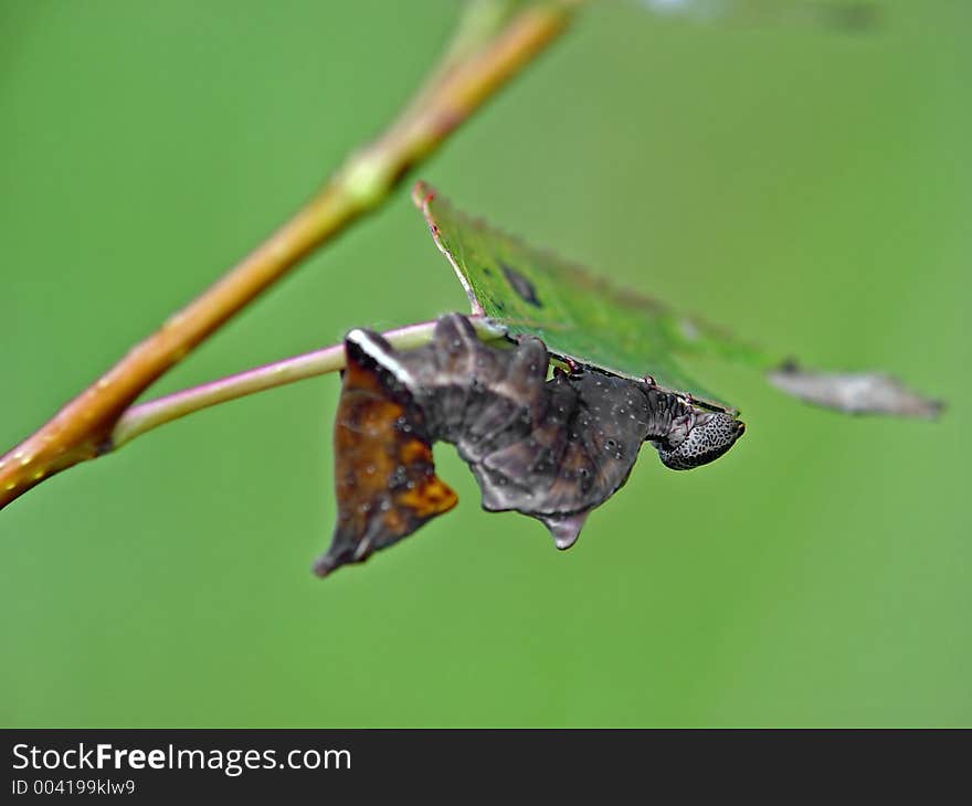 Caterpillar Of Butterfly Odontosia Ziczac.