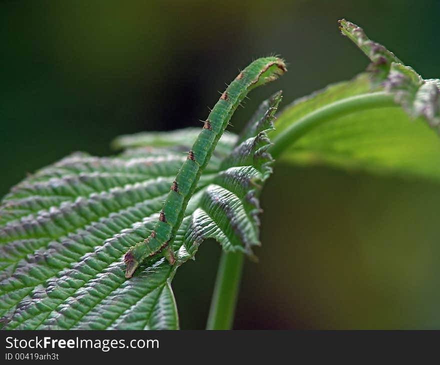 Caterpillar Of Butterfly Mesoleuca Albicillata.