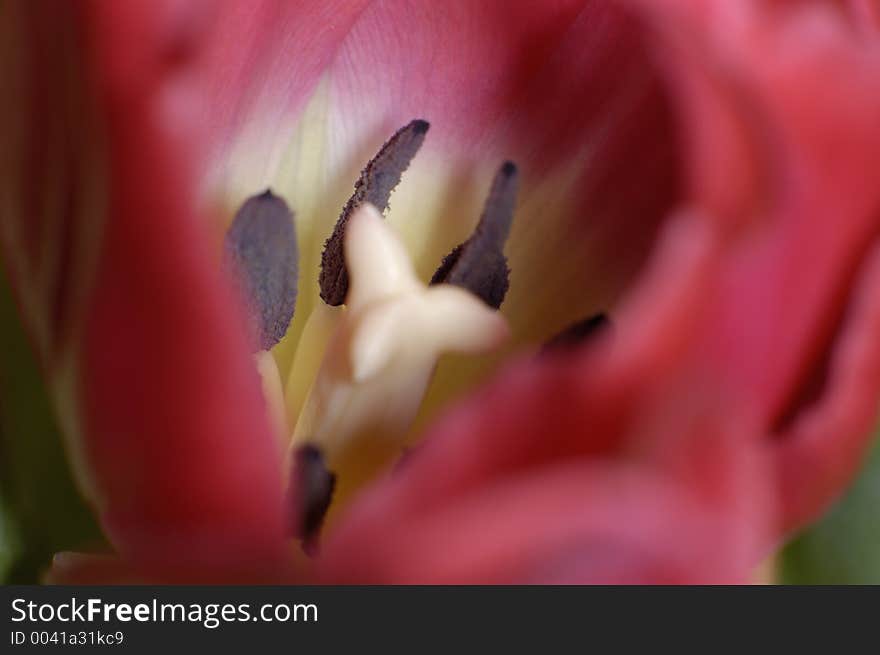 Macro foto of the inside of a red tulip