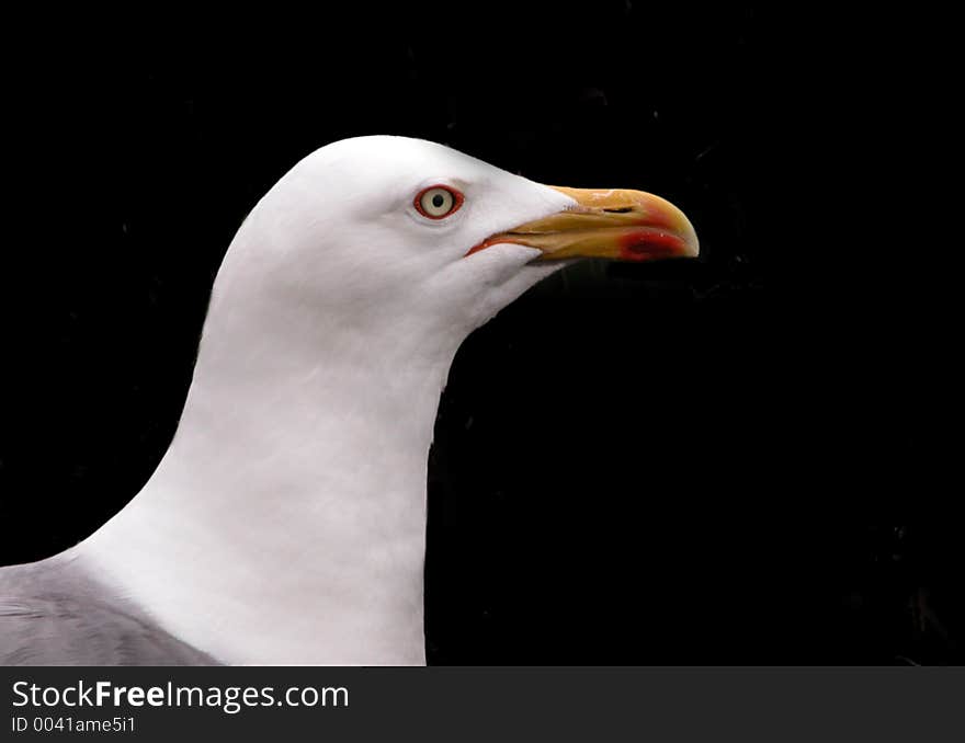 Gull isolated in a black background