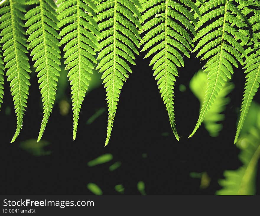 Green fern