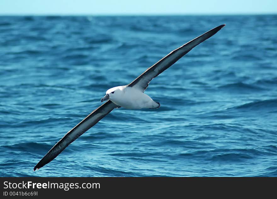 Seagull flying to nowhere