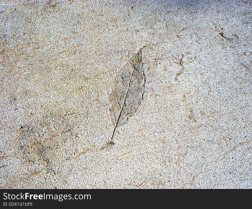 Leaf imprint in concrete walkway