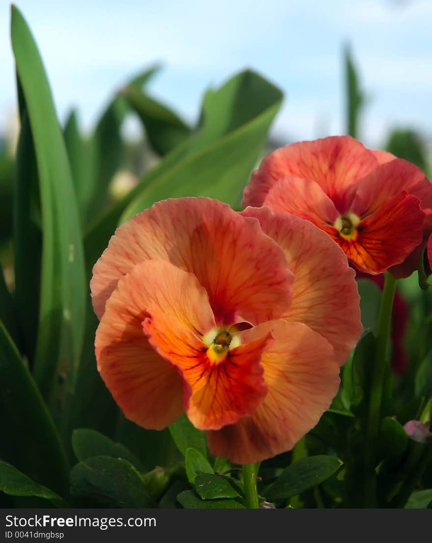 Beauty flowers