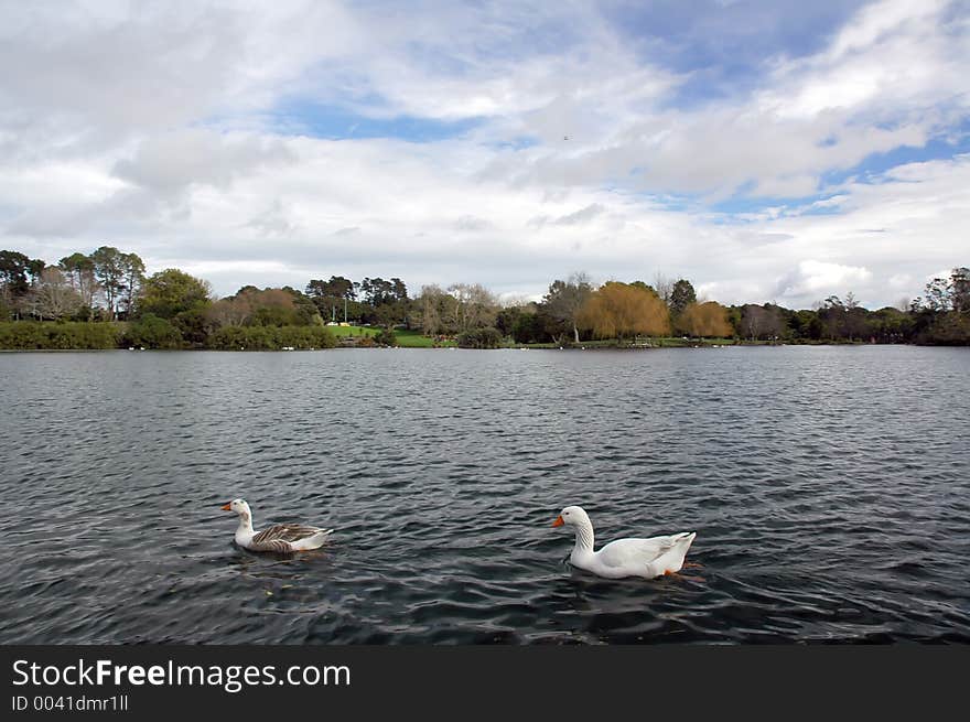 Two geese swimming in a beauty lake. Two geese swimming in a beauty lake.