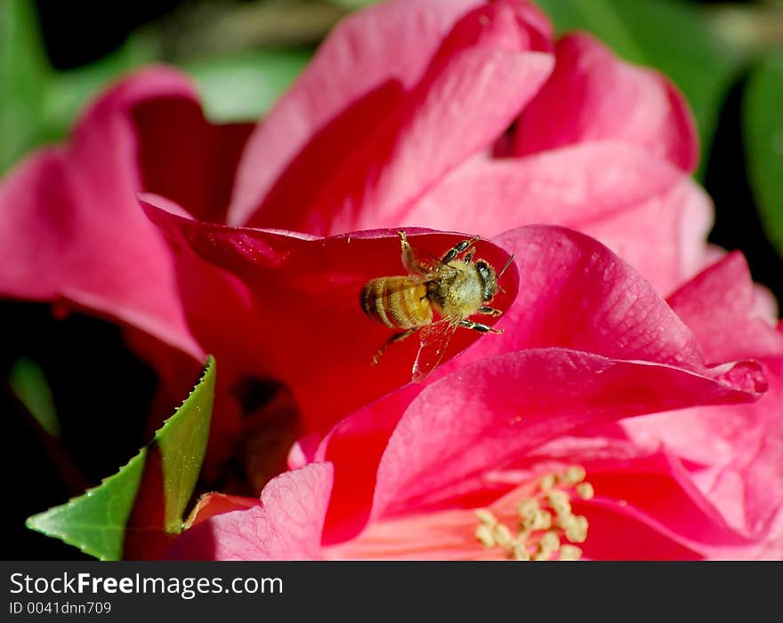 Bee looking for food.