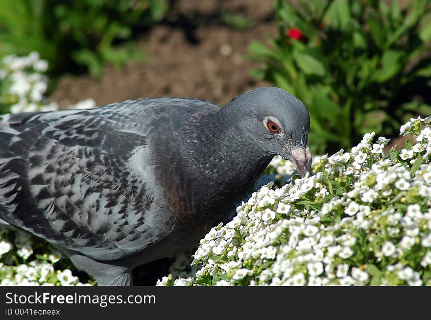 Lonely pigeon eating some flowers.