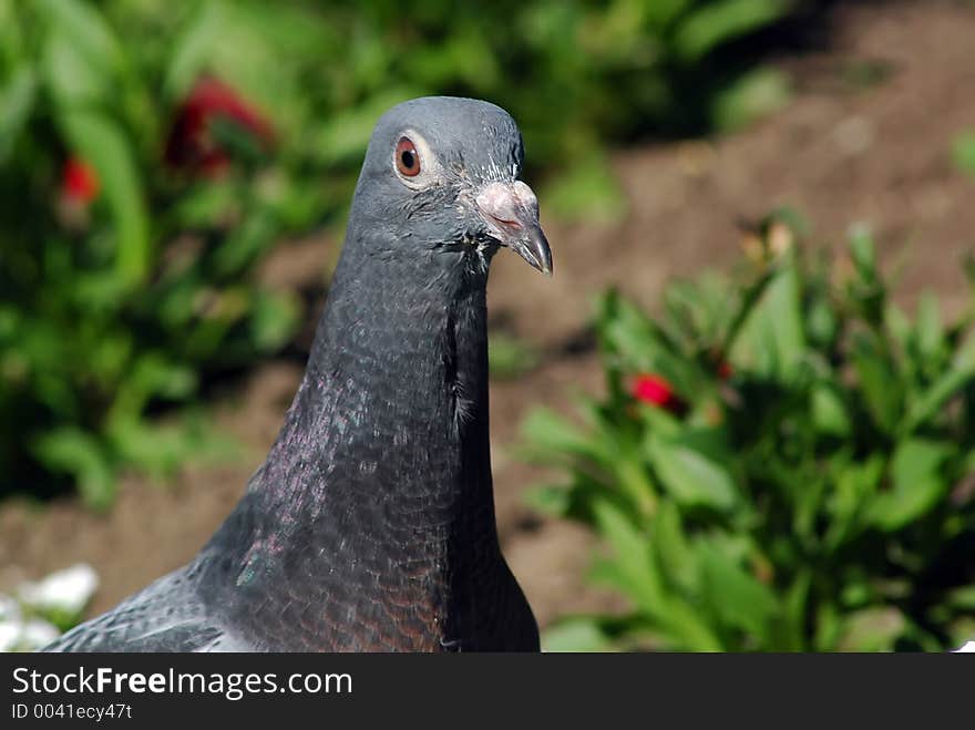 Pigeon looking around. Pigeon looking around.