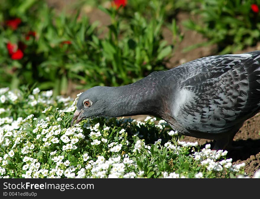 Lonely and beautiful pigeon eating some flowers. Lonely and beautiful pigeon eating some flowers.