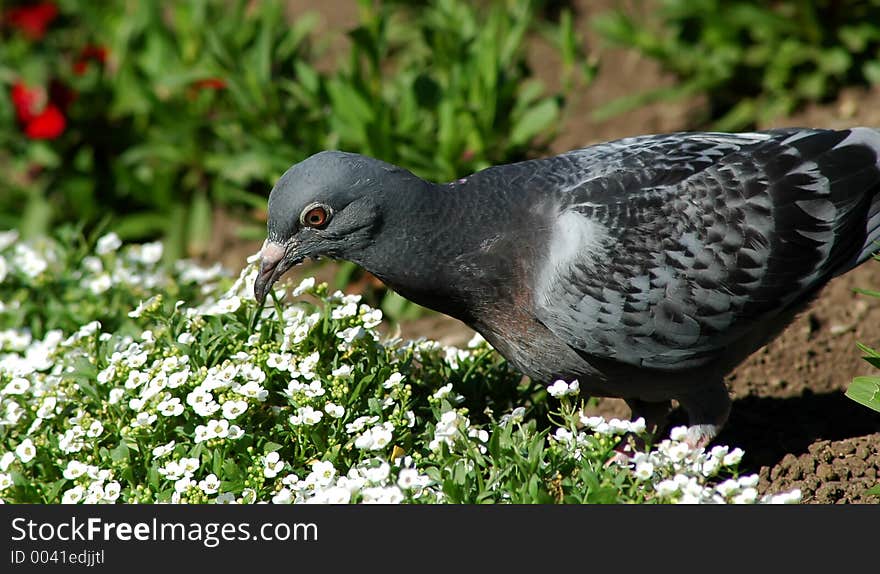 Pigeon eating some flowers in beautiful garden. Pigeon eating some flowers in beautiful garden.