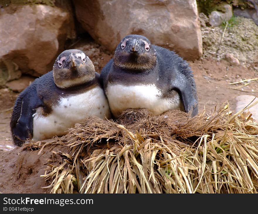 Two penguins looking very cosy and sleepy. Two penguins looking very cosy and sleepy