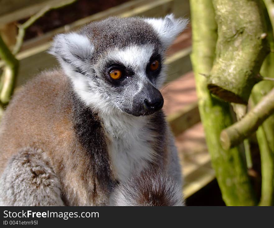 Ring tailed lemur