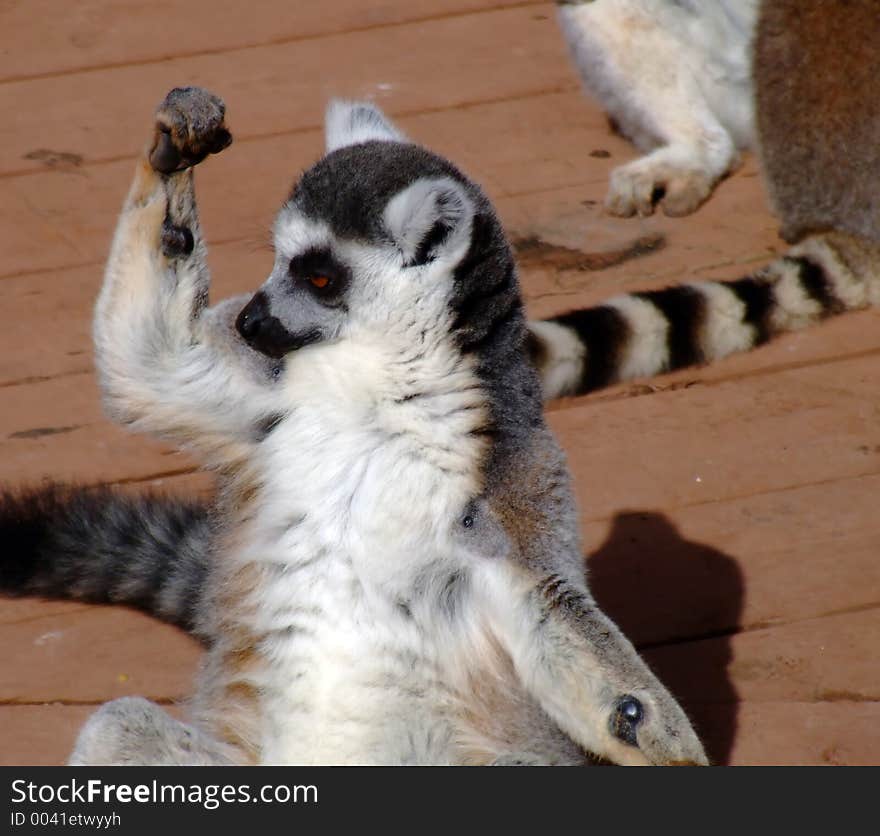 Ring tailed lemur striking a pose. Ring tailed lemur striking a pose