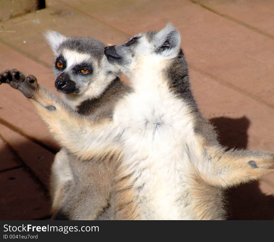 Two Ring Tailed Lemur