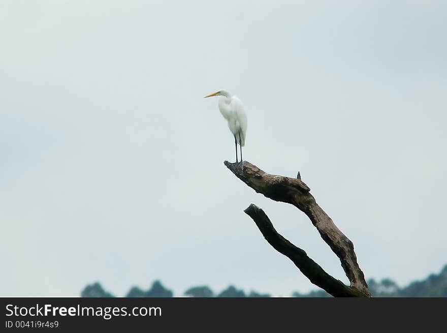 Solitary heron