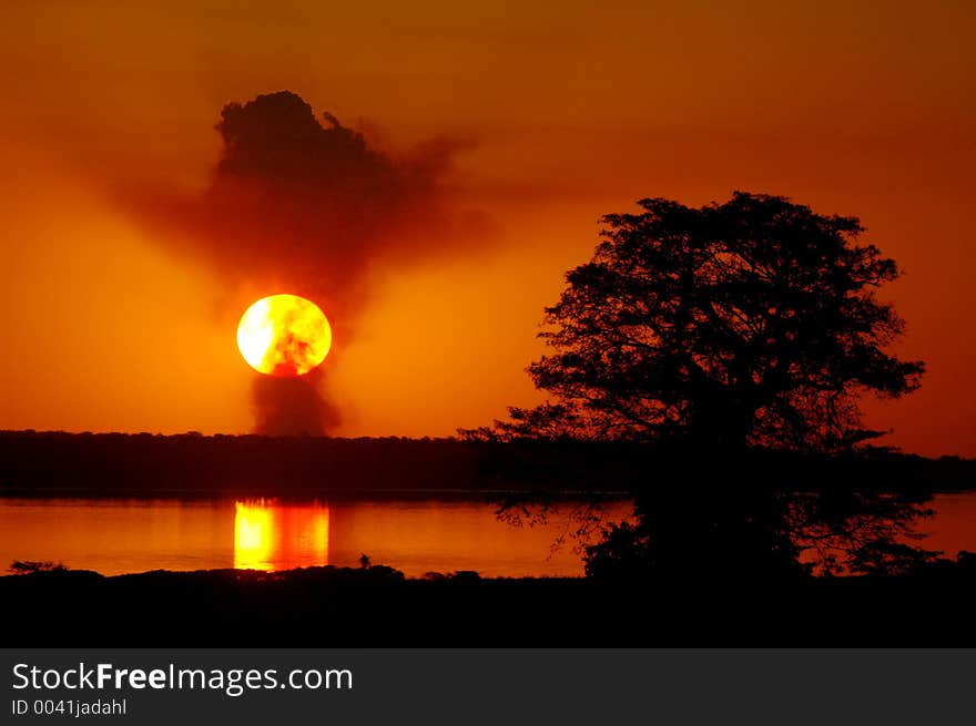 A sunset with tree. A sunset with tree