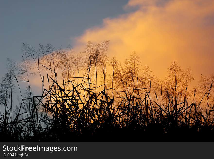 Grass And Clouds