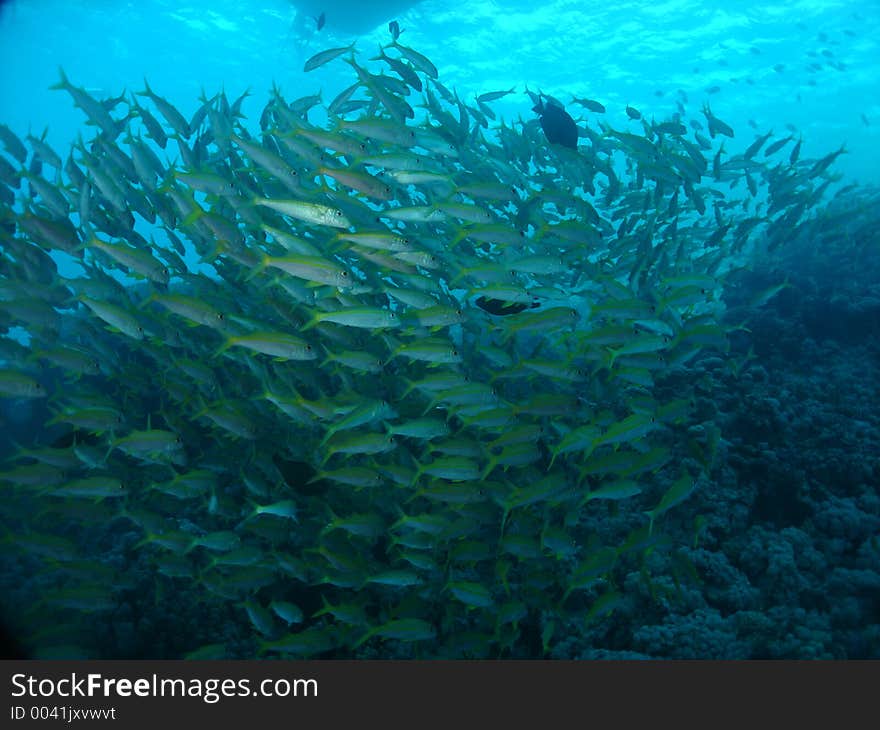 A large group of goatfishes, quite regularry met on so called aquarium, abu ramada.