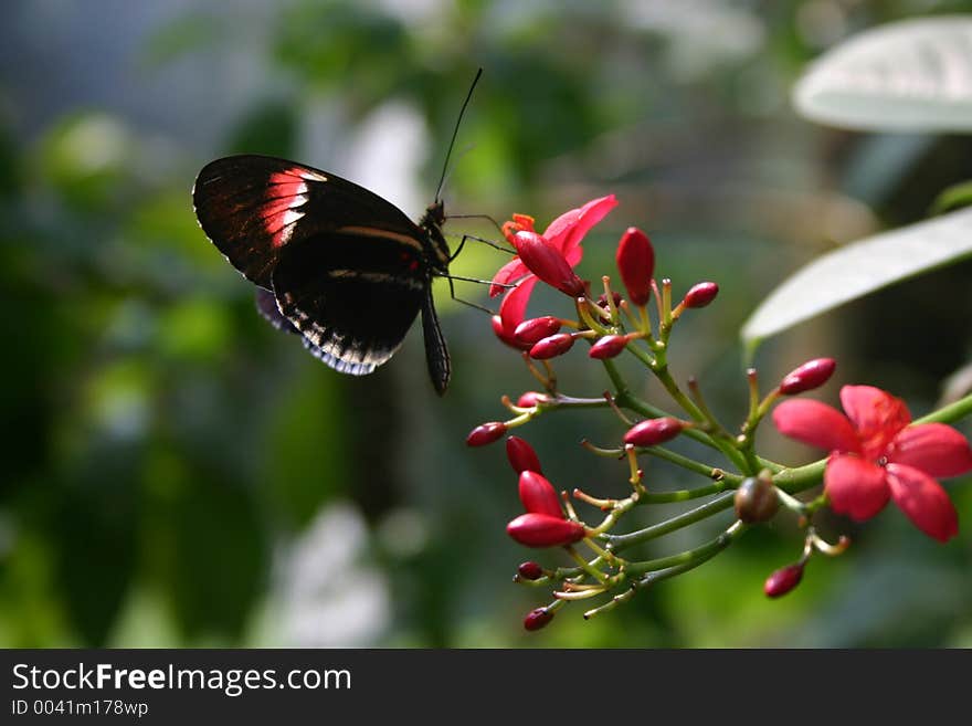 Butterfly on Flower