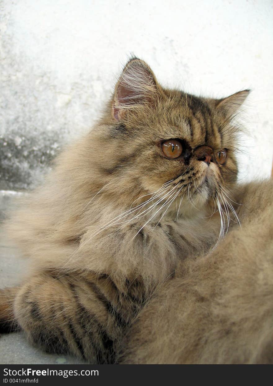 Brow tabby persian cat. Brow tabby persian cat