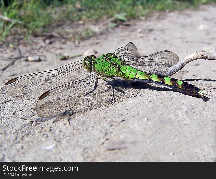 Green Dragonfly