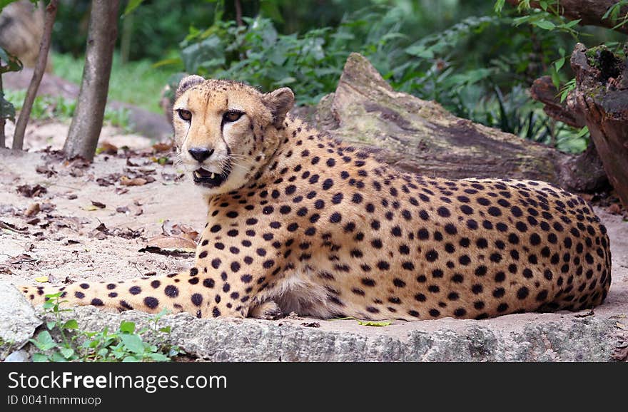 Cheetah, world fastest animal on land.