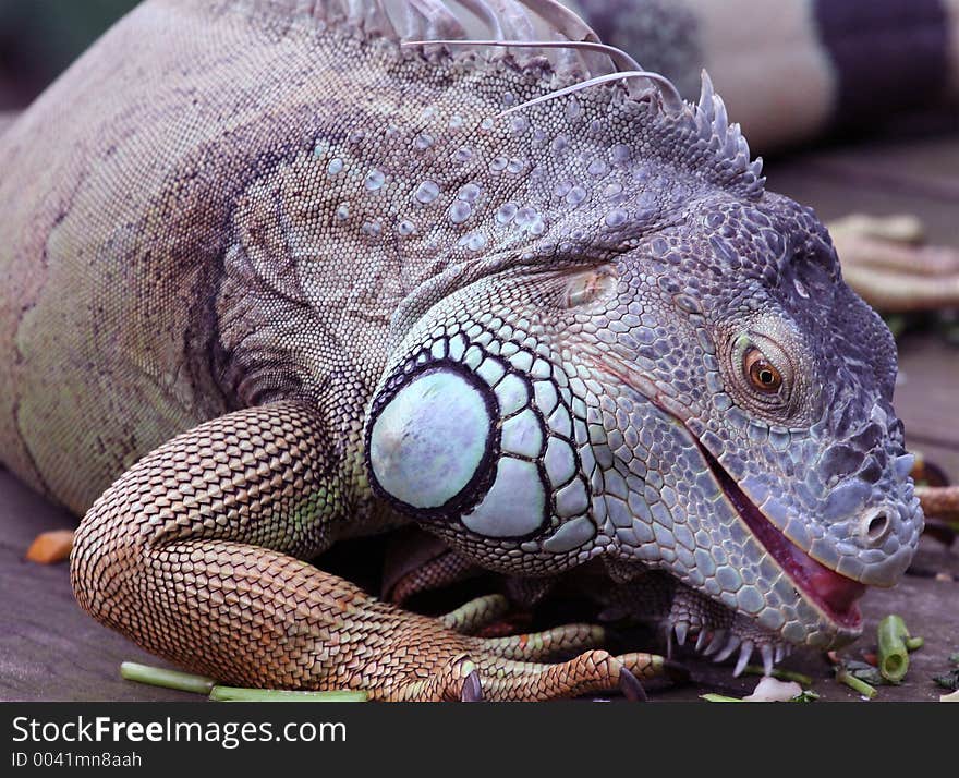 A common tree iguana.