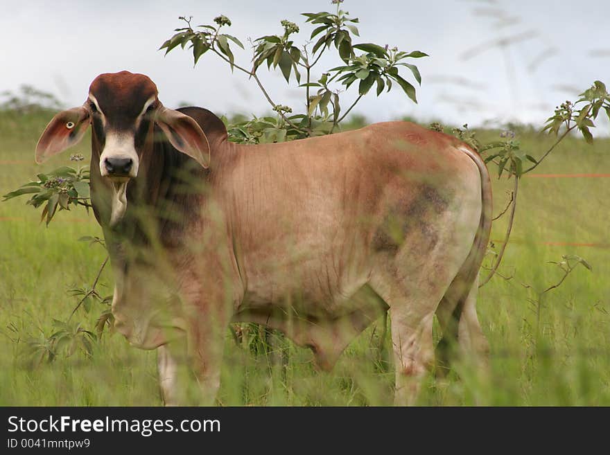 Cow standing in a paddock. Cow standing in a paddock..