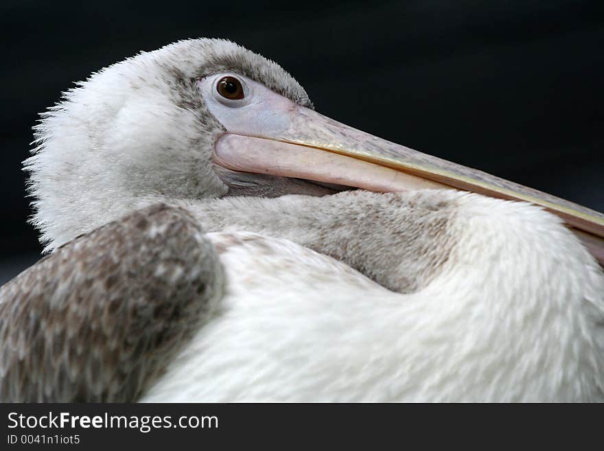 Pelican