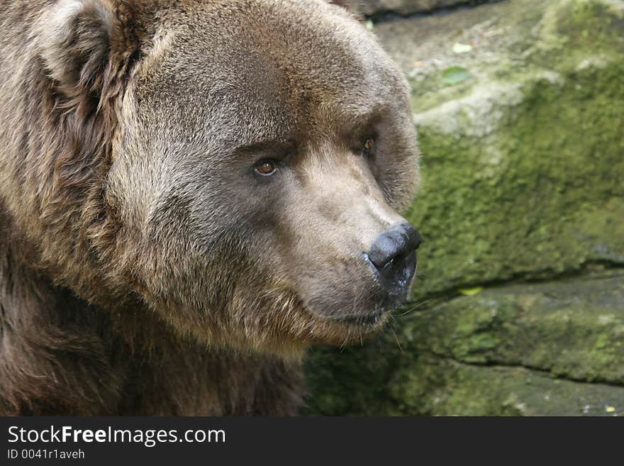 Brown Bear