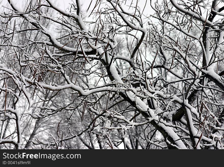 Looking up into the snow covered trees tells us winter has not left. Looking up into the snow covered trees tells us winter has not left