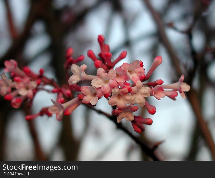 Pink fragrance