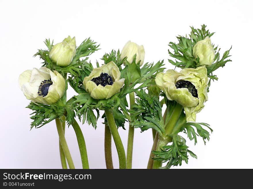 White Anemones