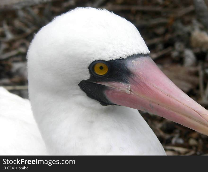 Close up Booby.