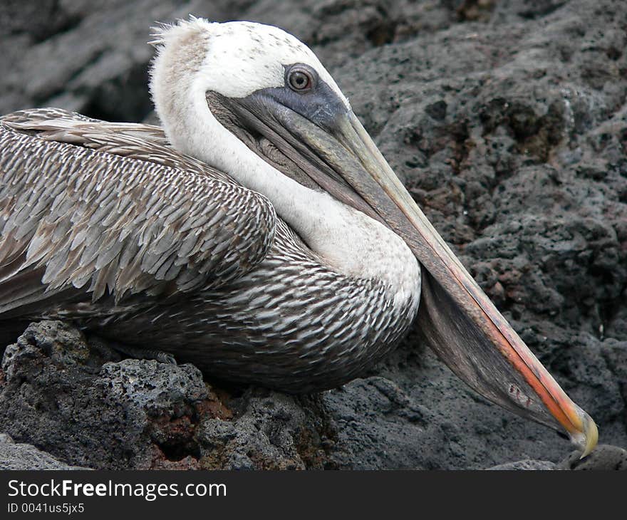 Galapagos Pelican