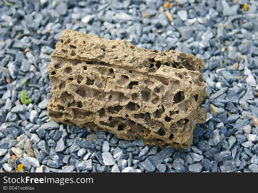 Insect hive on the ground.