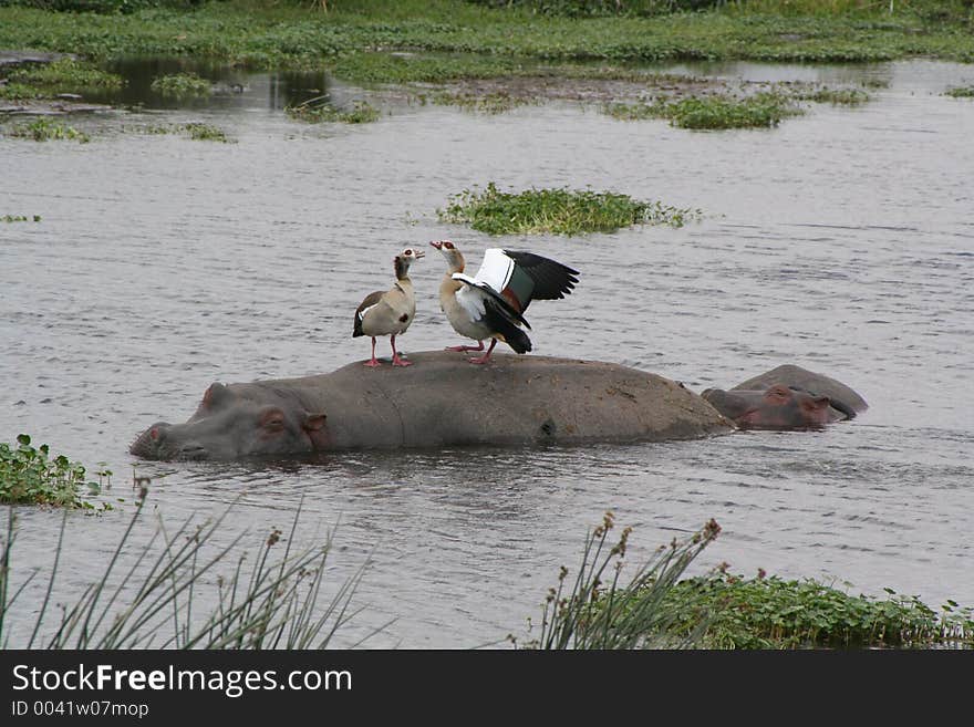 Ducks mating on back of Hippo. Neither party seemed bothered!! Tanzania. Ducks mating on back of Hippo. Neither party seemed bothered!! Tanzania.