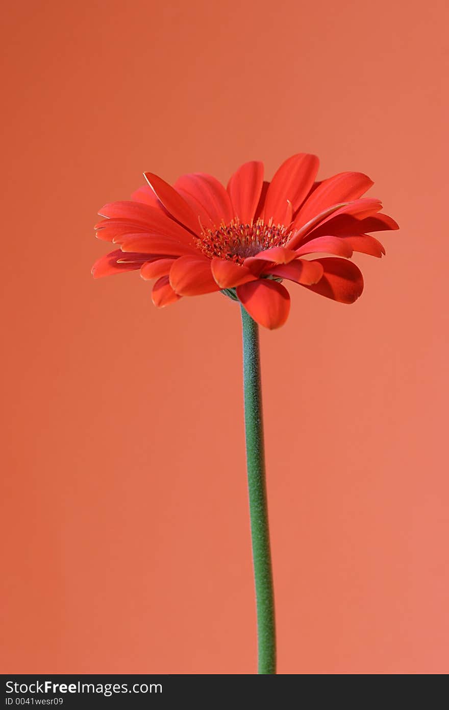 Single orange gerbera flower with stem, profiled against a light orange background. Single orange gerbera flower with stem, profiled against a light orange background