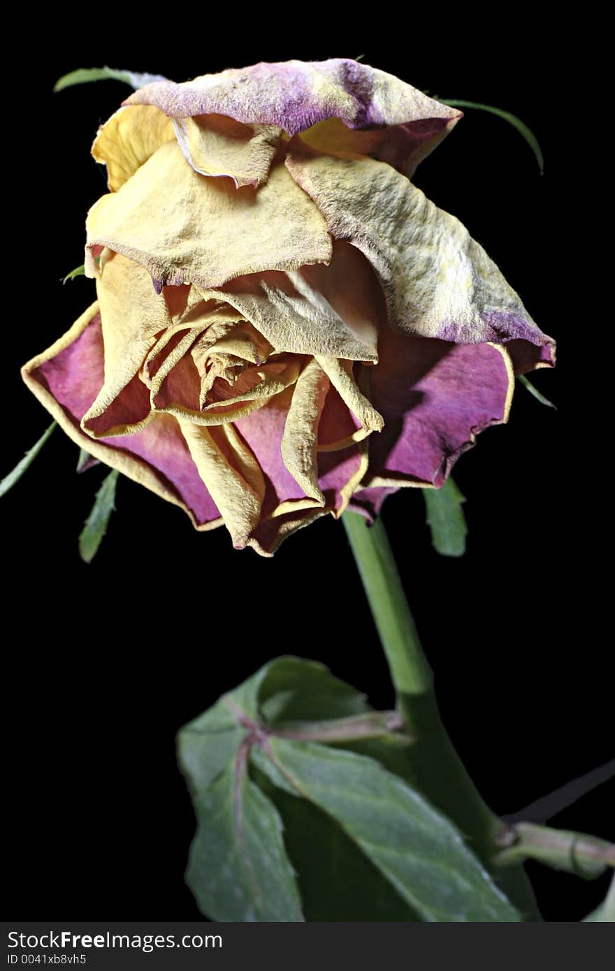 Dry rose