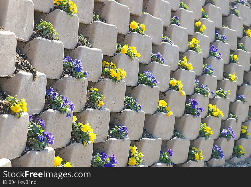 Pansies planted in a retaining wall. Pansies planted in a retaining wall