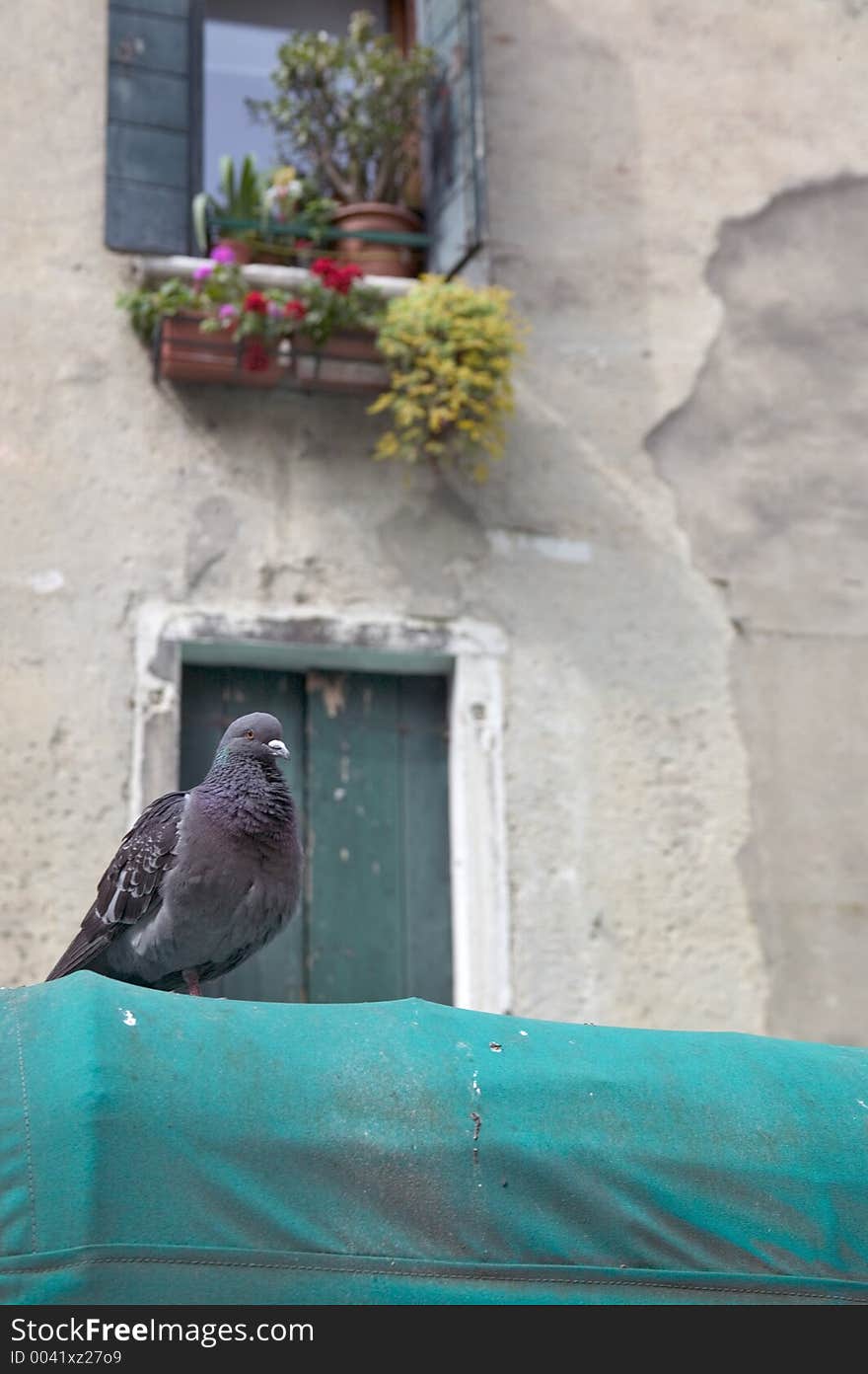 Dove on a roof