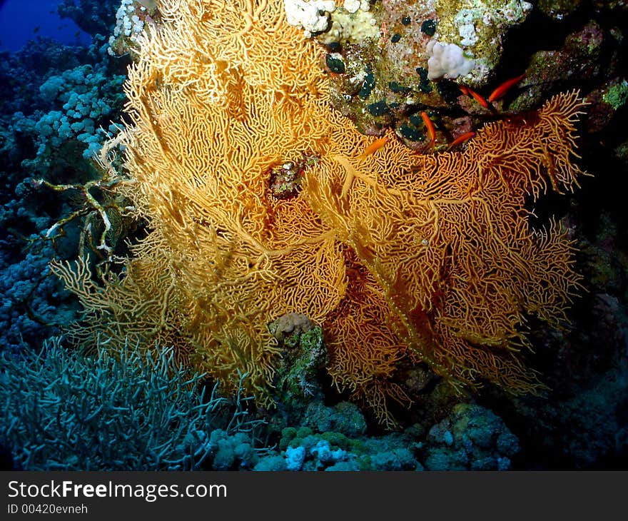 Sea Fan