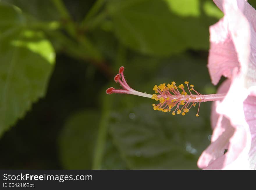 Pink Flower 1