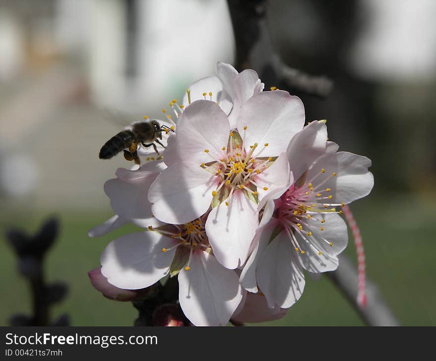 Flower on tree with bee. Flower on tree with bee